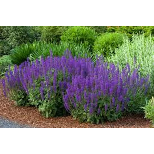 Salvia × sylvestris 'Mainacht' (Erdei zsálya)