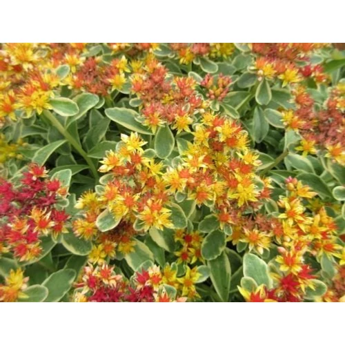 Sedum kamtschaticum 'Variegatum' (Kamcs. varjúháj) /tarka lomb/