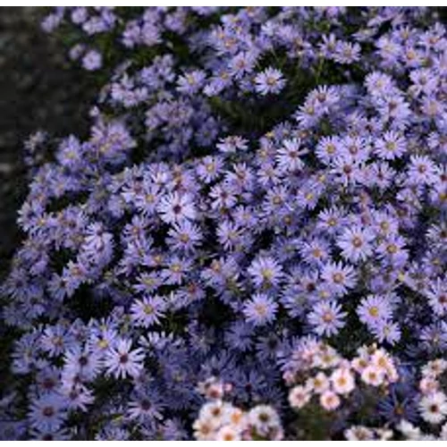 Symphyotrichum (korábban Aster) cordifolium 'Little Carlow' (Őszirózsa)
