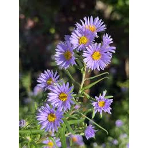 Symphyotrichum (korábban Aster) × amethystinum 'Freiburg' (Kisvirágú őszirózsa)