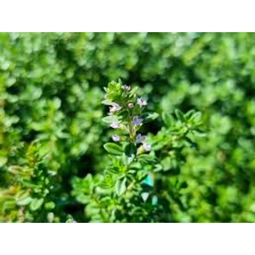 Thymus × citriodorus (Citromillatú kakukkfű)  