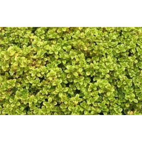 Thymus × citriodorus 'Archer's Gold' (Citromillatú kakukkfű)