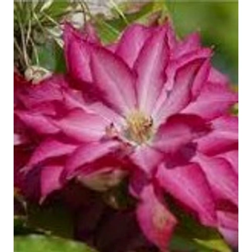 Clematis 'Akafuji'