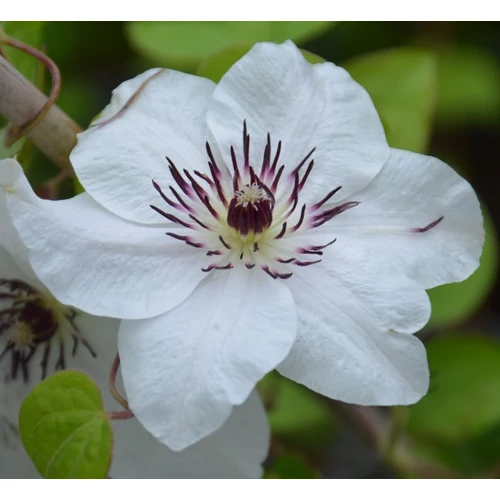Clematis 'First Light'