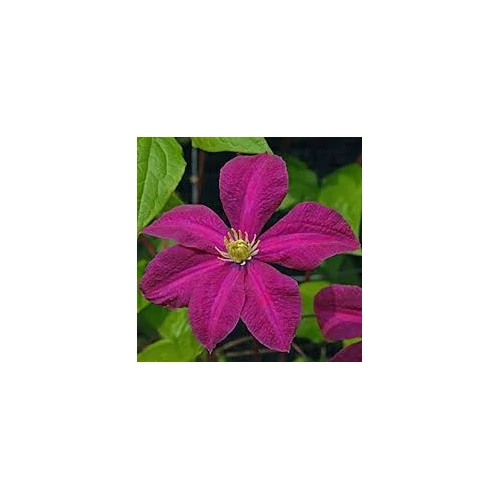 Clematis 'Kryspina'