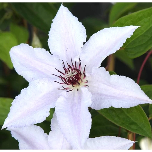 Clematis 'Snow Queen'