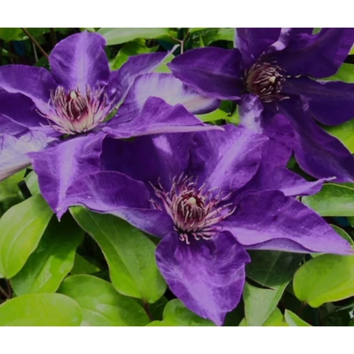 Clematis 'The President'