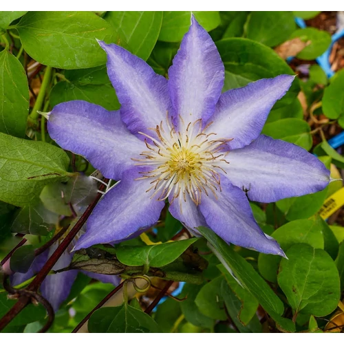 Clematis 'Thyrislund'