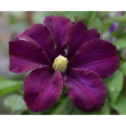 Clematis 'Warszawska Nike'