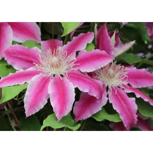 Clematis 'Doctor Ruppel'