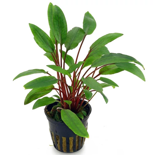 Cryptocoryne wendtii