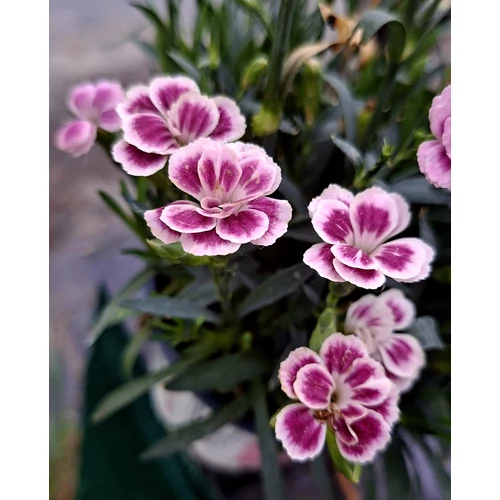 Dianthus Pink Kisses évelő szegfű