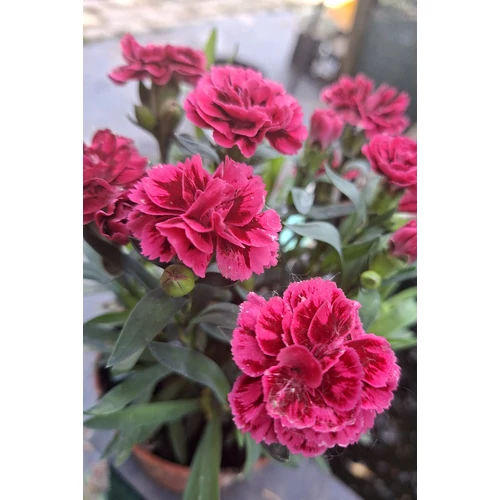 Dianthus Purple wing évelő szegfű
