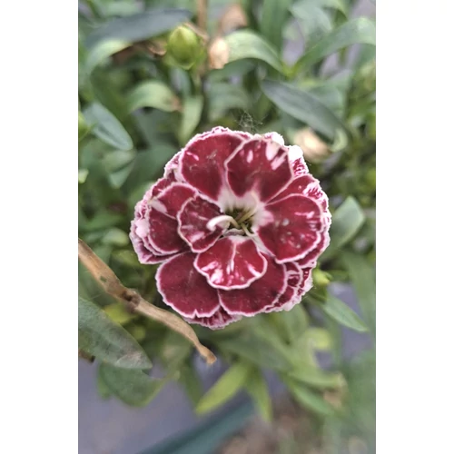 Dianthus drw border