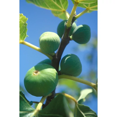 Ficus carica 'Dalmatine' – Nagy termésű füge