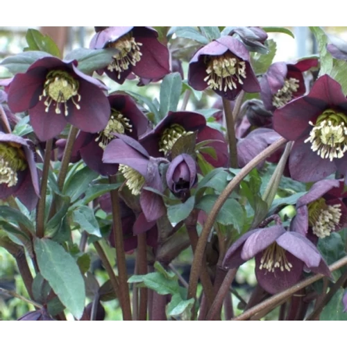 Helleborus orientalis 'Pretty Ellen Purple' (Keleti hunyor)