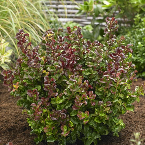 Leucothoe axillaris Curly Red - Fürtöshanga