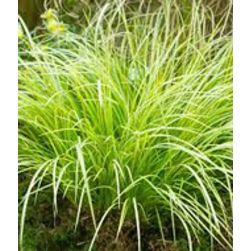 Acorus gramineus Ogon