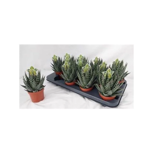 ALOE TIKI TAHI