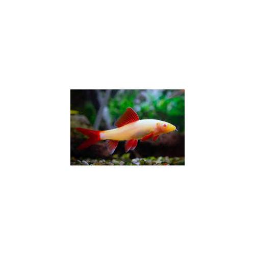 ARANY FRENATUS