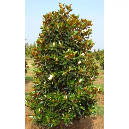 A Magnolia grandiflora 'Gallisoniensis' - Fehér virágú örökzöld magnólia