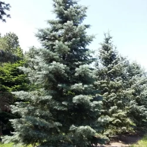 Abies concolor - Kolorádói jegenyefenyő
