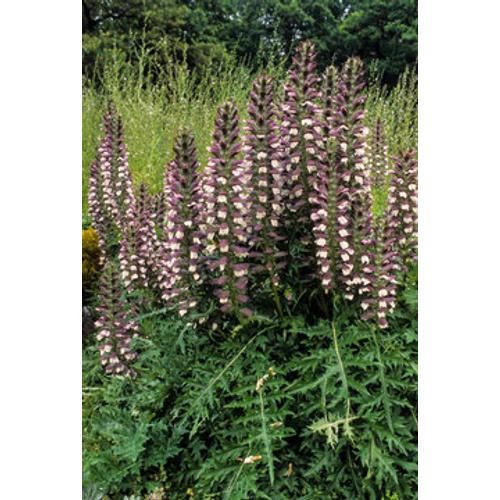 Acanthus hungaricus 'White Lips' - Medveköröm