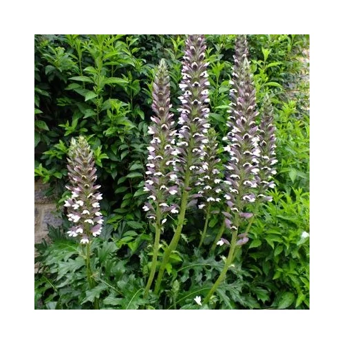 Acanthus mollis - Medveköröm