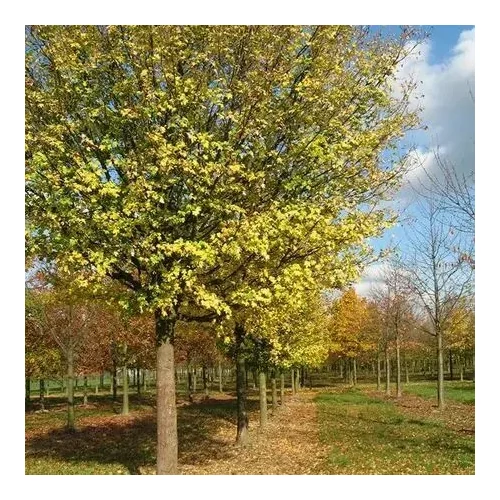 Acer campestre - Mezei juhar
