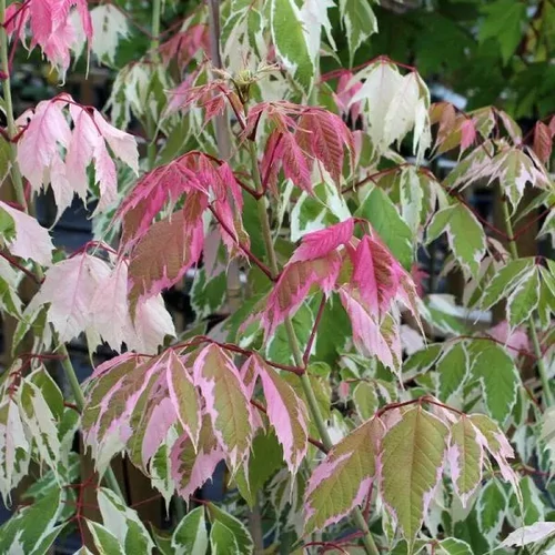 Acer negundo 'Flamingo' - Tarkalevelű zöldjuhar