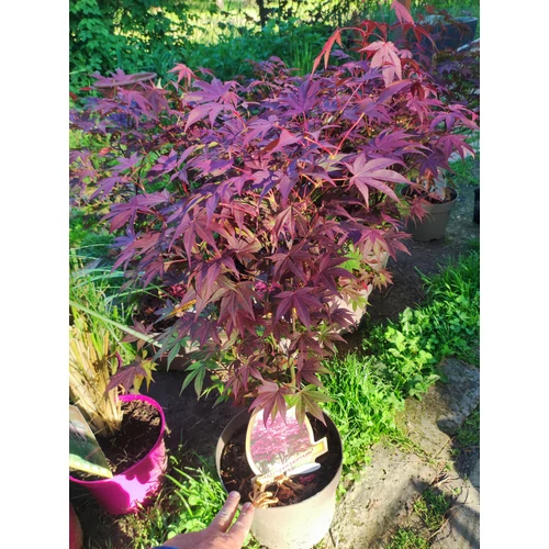 Acer palmatum 'Atropurpureum' - Bíborvörös levelű japán juhar