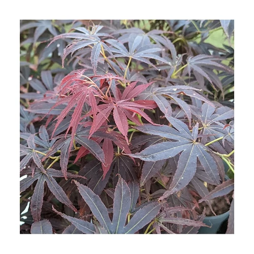 Acer palmatum Nimura Princess