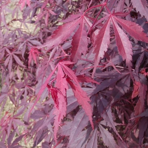 Acer palmatum Sumi Nagashi