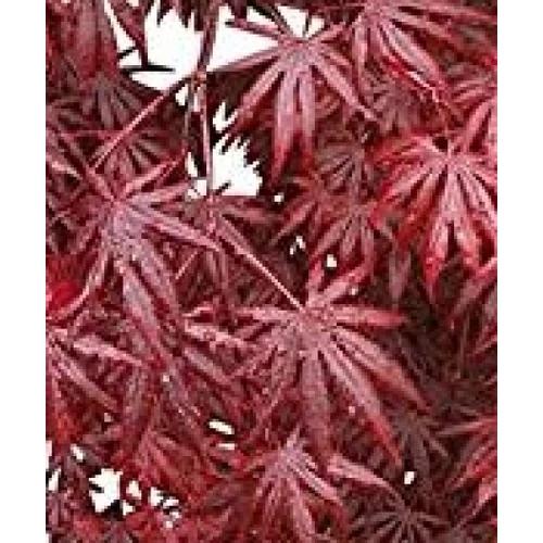 Acer palmatum Trompenburg