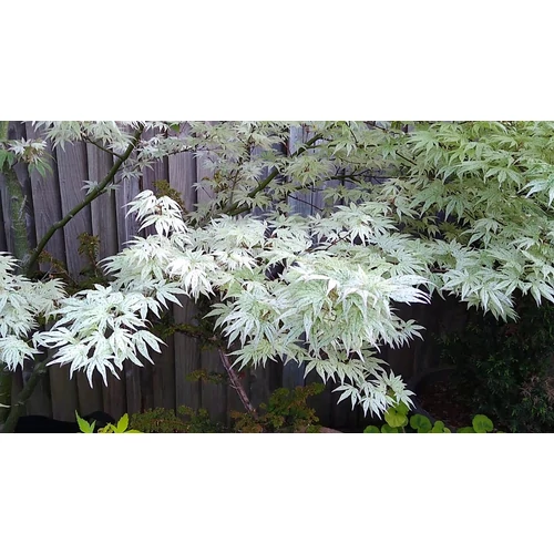 Acer palmatum Ukigumo