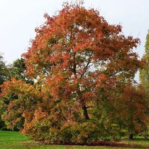 Acer platanoides - Korai juhar