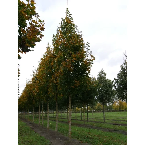 Acer platanoides 'Emerald Queen' (OND) - 