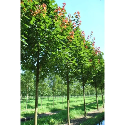 Acer platanoides 'Fairview' (OND) - 