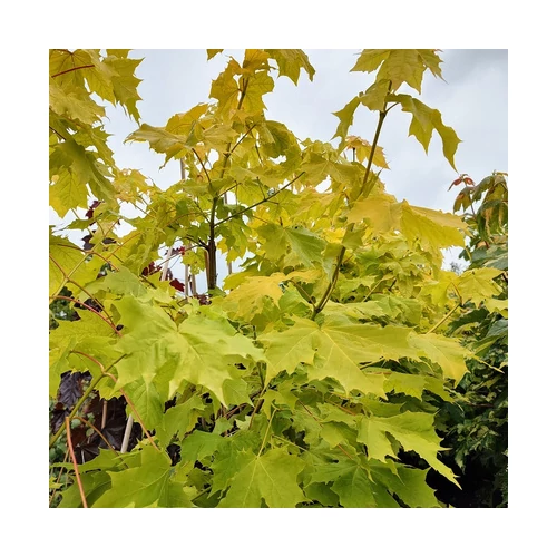 Acer platanoides 'Princeton Gold' - 