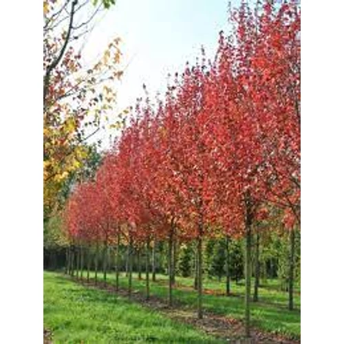 Acer rubrum Brandywine