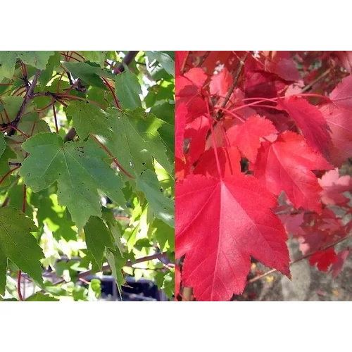 Acer rubrum 'October Glory' - 