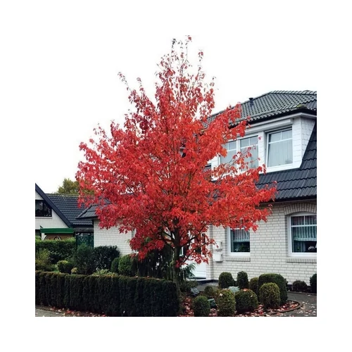 Acer rubrum 'Somerset' - 