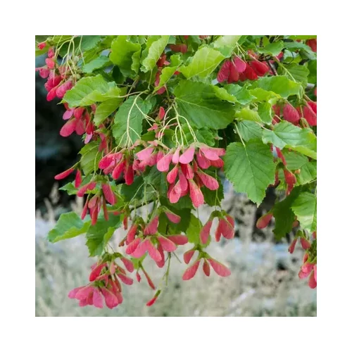 Acer tataricum - Tatár juhar