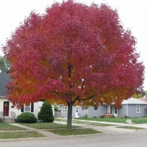 Acer tataricum ginnala - Tűzvörös juhar
