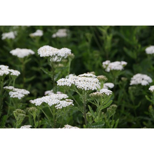 Achillea filipendulina 'Heinrich Vogeler' (Jószagú cickafark)