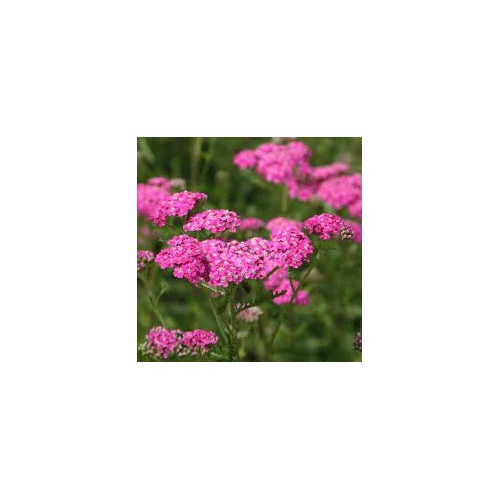 Achillea millefolium 'Cerise Queen' (Közönséges cickafark)