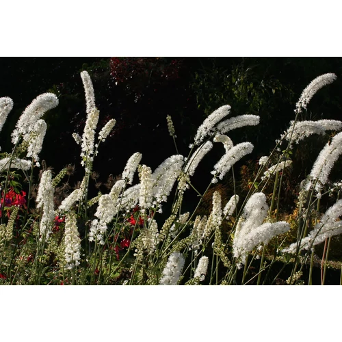 Actaea (Cimicifuga) matsumurae 'White Pearl' (Kamcsatkai poloskavész)