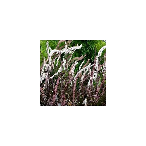 Actaea (Cimicifuga) simplex 'Brunette' (Füzéres poloskavész) /mahagóni lomb/