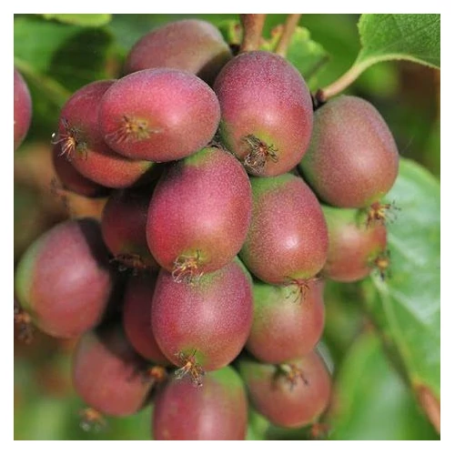 Actinidia arguta Ananasaya termős mini kivi