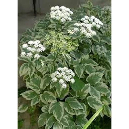 Aegopodium podagraria 'Variegata' (Podagrafű) /fehér-tarka lomb/